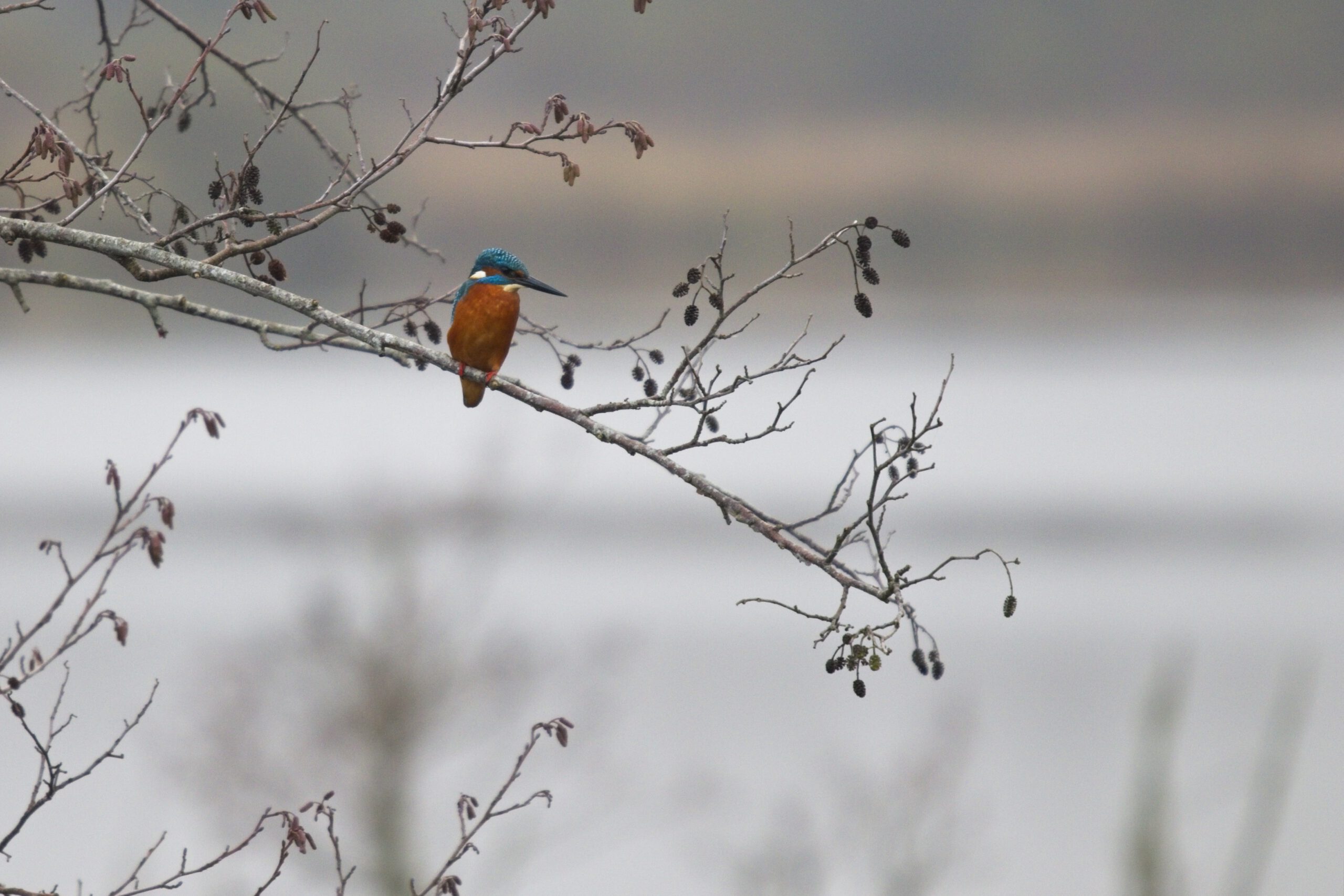 Vakantiehuis de Boswal - Foto Sjaco Bouwer